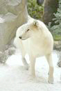wolf17.jpg