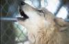 wolf5.jpg