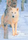wolf8.jpg
