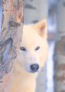 wolf9.jpg